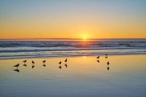 Seagulls on beach atlantic ocean sunset with surging waves at Fonte da Telha beach, Portugal photo