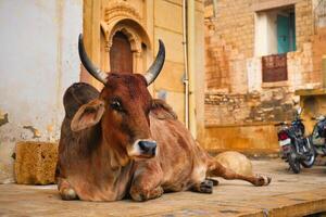 Indian cow resting in the street photo