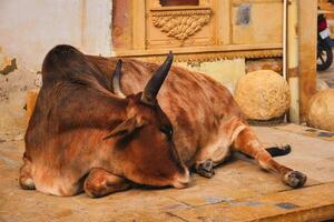 indio vaca descansando en el calle foto