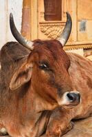 Indian cow resting in the street photo