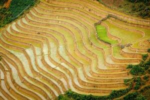 Rice plantations. Vietnam photo