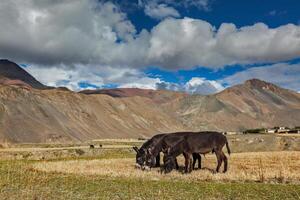 Donkeys grazing in Himalayas photo