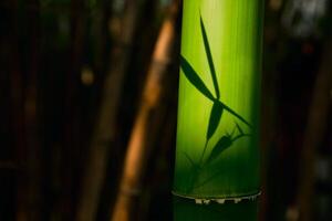 bambú cerca arriba en bambú arboleda foto