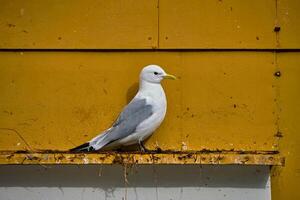 Seagull bird close up photo