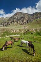 Horses grazing in Himalayas photo