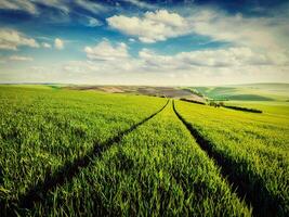 verde campos de moravia foto