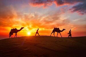 Indian cameleers camel driver with camel silhouettes in dunes on sunset. Jaisalmer, Rajasthan, India photo