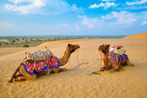 Indian camel in sand dunes of Thar desert on sunset. Jaisalmer, Rajasthan, India photo