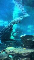 Crocodiles aquarium, crocodiles swimming in the aquarium . High quality 4k footage video