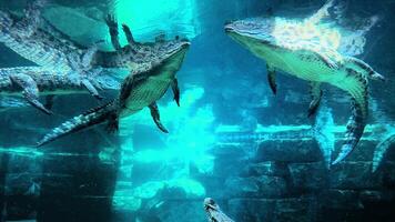 Crocodiles aquarium, crocodiles swimming in the aquarium . High quality 4k footage video