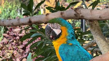 Garden in the zoo, peacocks video