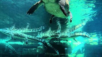 Crocodiles aquarium, crocodiles swimming in the aquarium . High quality 4k footage video