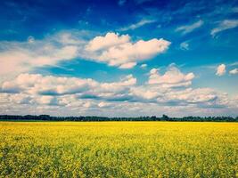 Spring summer background canola field with blue sky photo