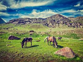 Horses grazing in Himalayas photo