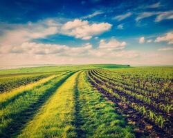 Rolling fields of Moravia photo