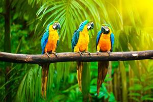 Blue-and-Yellow Macaw on branch photo