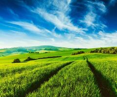 Green fields of Moravia photo