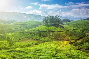 té plantaciones en kerala, India foto