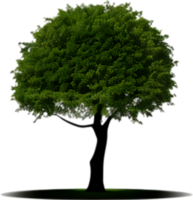 närbild bild av träd logotyp. ai-genererad. png