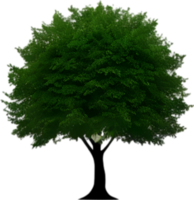 Nahansicht Bild von Baum Logo. KI-generiert. png