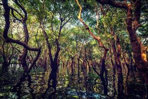 Flooded trees in mangrove rain forest photo