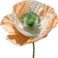 A poppy in hyper-realistic cartoon style. Ai-generated. png