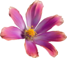 A close-up of a desert wildflower in vibrant colors, with delicate details. Ai-generated. png