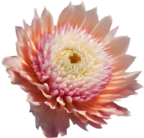 A close-up of a desert wildflower in vibrant colors, with delicate details. Ai-generated. png