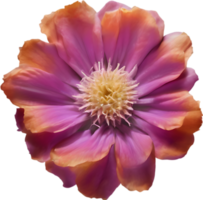 A close-up of a desert wildflower in vibrant colors, with delicate details. Ai-generated. png