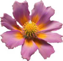 ein Nahansicht von ein Wüste Wildblume im beschwingt Farben, mit zart Einzelheiten. KI-generiert. png