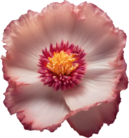 A close-up of a desert wildflower in vibrant colors, with delicate details. Ai-generated. png