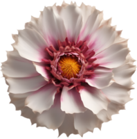 een detailopname van een woestijn wilde bloemen in levendig kleuren, met delicaat details. ai-gegenereerd. png