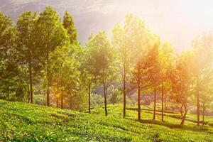Tea plantations in morning photo