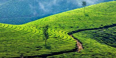 Plantaciones de té verde en Munnar, Kerala, India foto