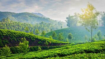 Green tea plantations in Munnar, Kerala, India photo