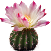 A vibrant cactus flower in full bloom. Ai-generated. png