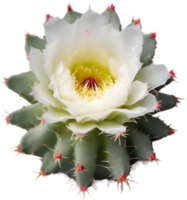 A vibrant cactus flower in full bloom. Ai-generated. png