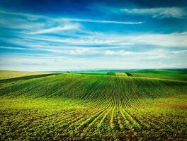 Rolling fields of Moravia photo