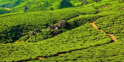 Green tea plantations in Munnar, Kerala, India photo