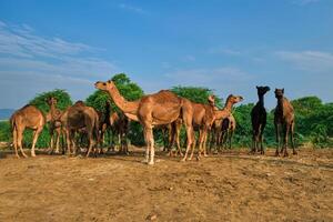 Camels at Pushkar Mela Pushkar Camel Fair , India photo