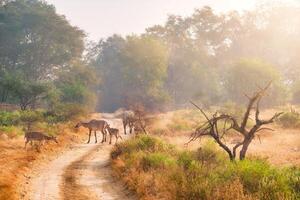 Families of blue bull nilgai and spotted deers in Ranthambore National park. Rajasthan, India. photo