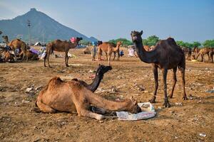 Camels at Pushkar Mela Pushkar Camel Fair , India photo