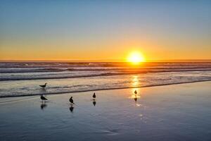 gaviotas en playa atlántico Oceano puesta de sol con surgiendo olas a fonte da telha playa, Portugal foto