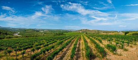 Wineyard with grape rows photo