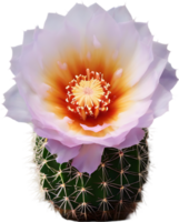 un vibrante cactus flor en lleno floración. ai-generado. png