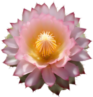 A vibrant cactus flower in full bloom. Ai-generated. png