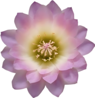 A vibrant cactus flower in full bloom. Ai-generated. png