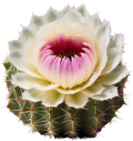 ein beschwingt Kaktus Blume im voll blühen. KI-generiert. png