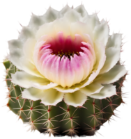 un' vivace cactus fiore nel pieno fioritura. ai-generato. png