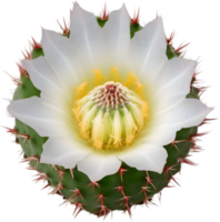 A vibrant cactus flower in full bloom. Ai-generated. png